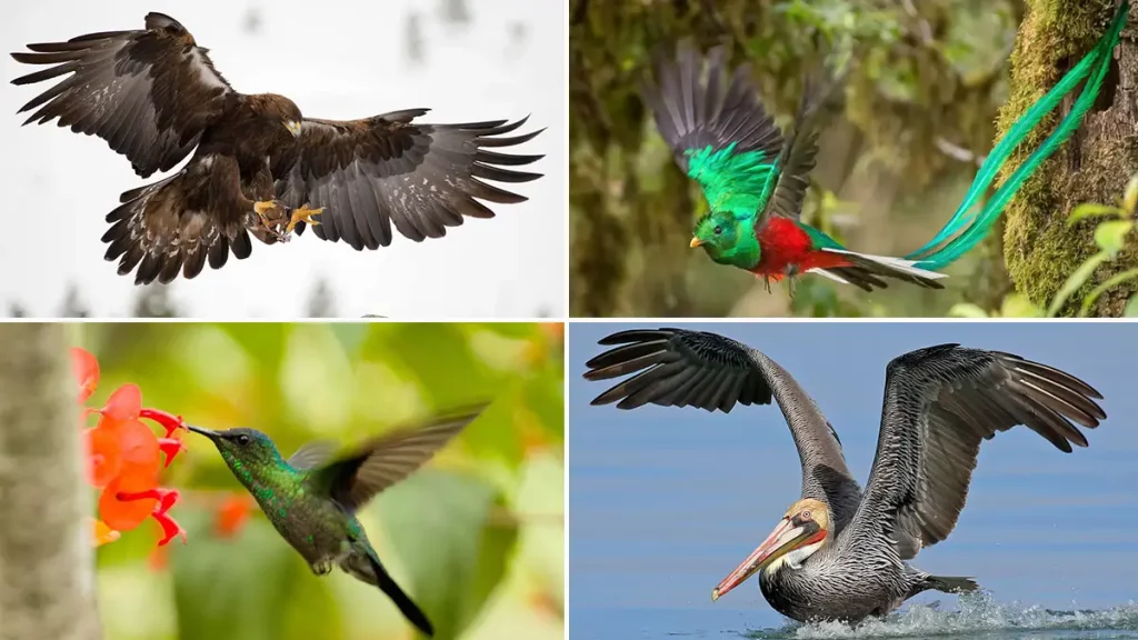 Tres increíbles rutas para realizar avistamiento de aves